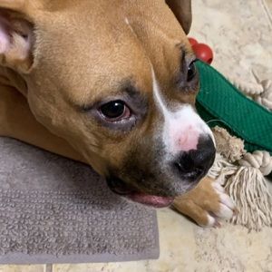 Meet your Posher, Billy